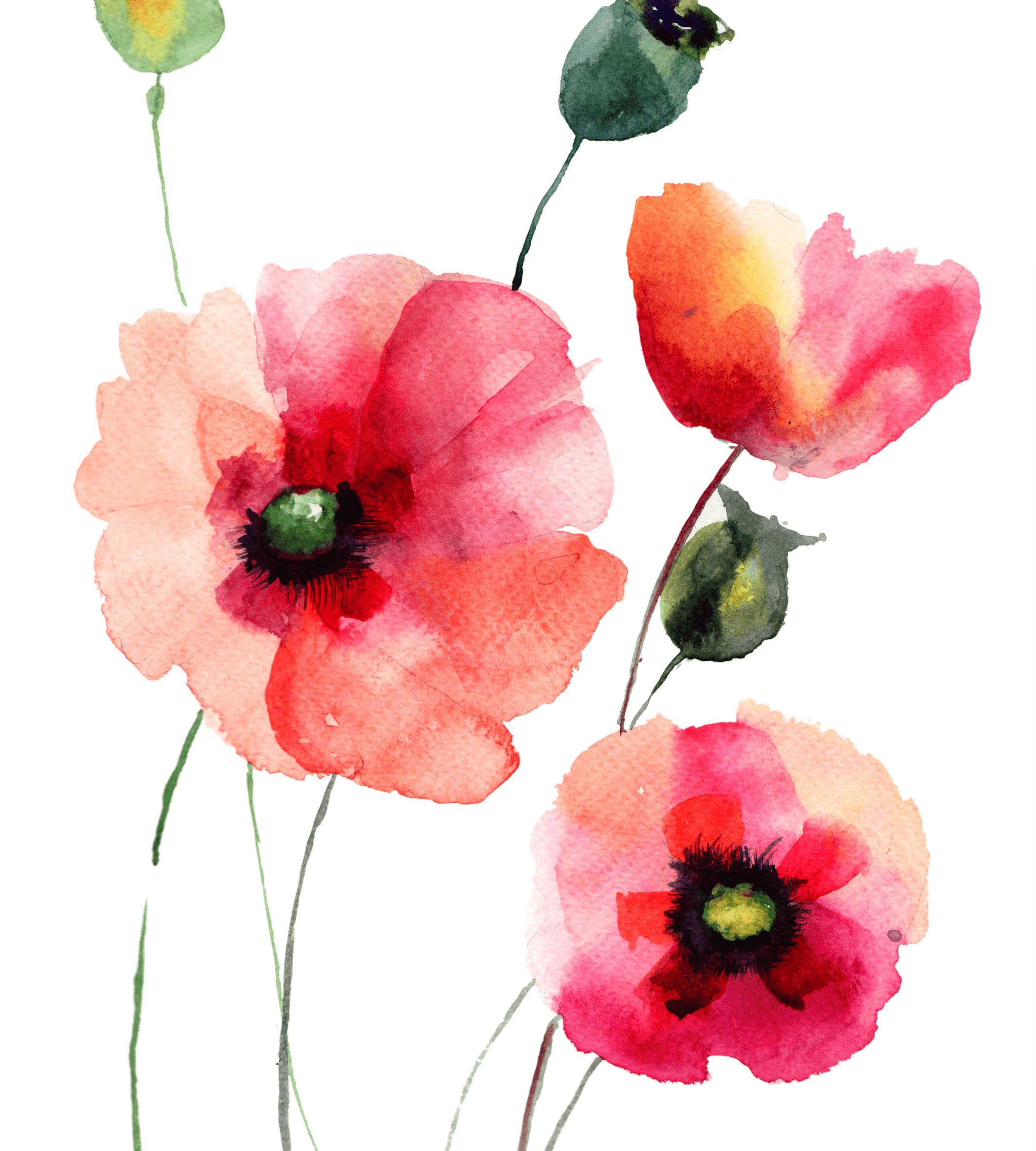 Akvarell Valmueblomst