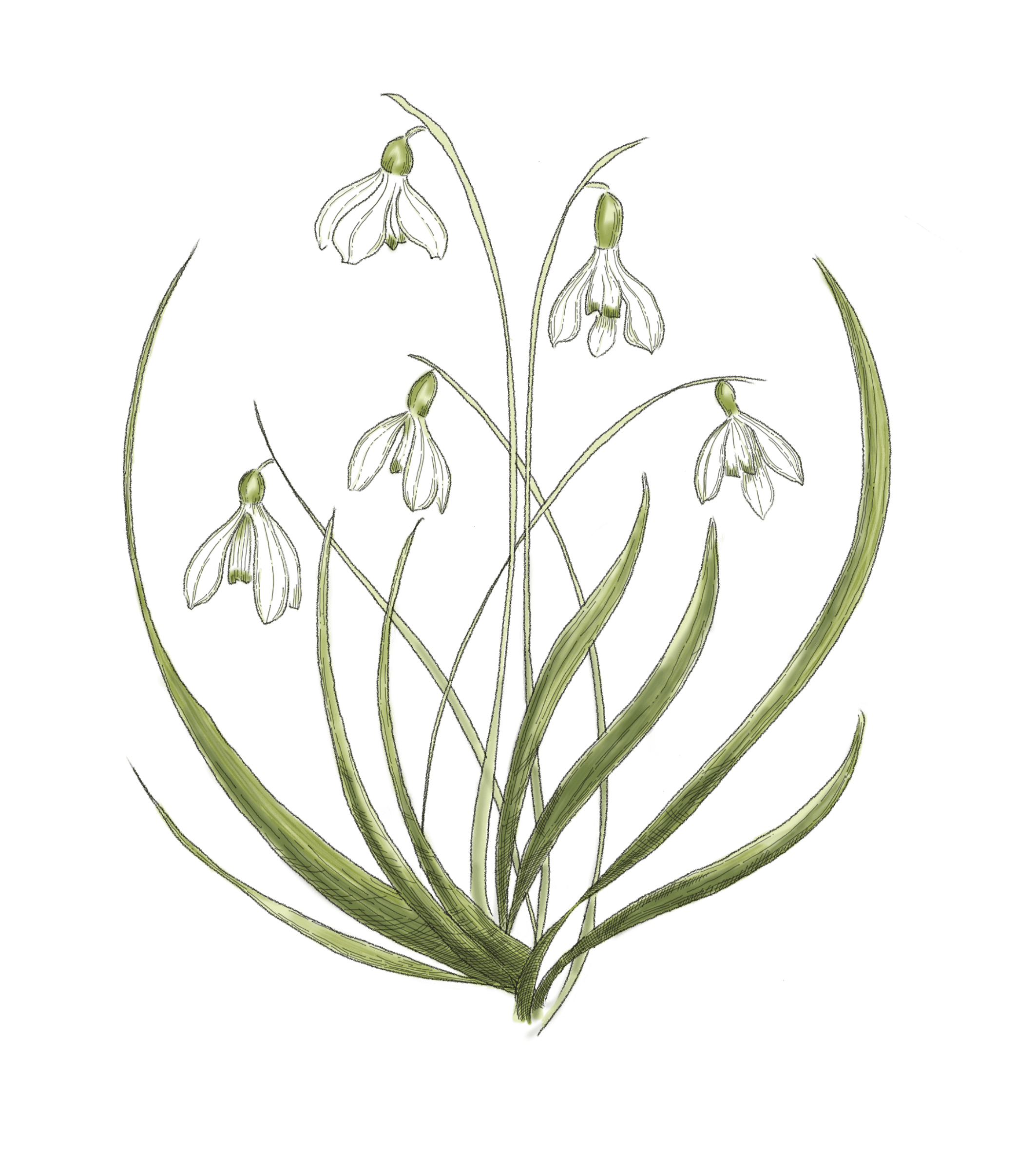 Snowdrop Sketch Dishcloth