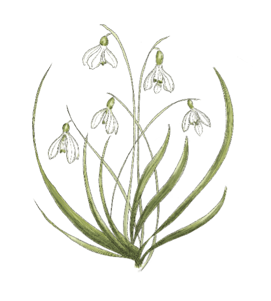 Snowdrop Sketch Dishcloth